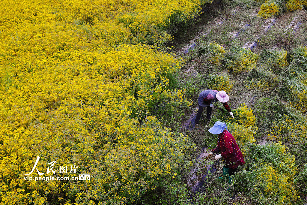 重庆:菊花开 采收忙【5】