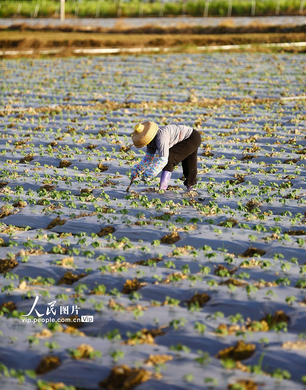 海南三亚:立冬农事忙【4】