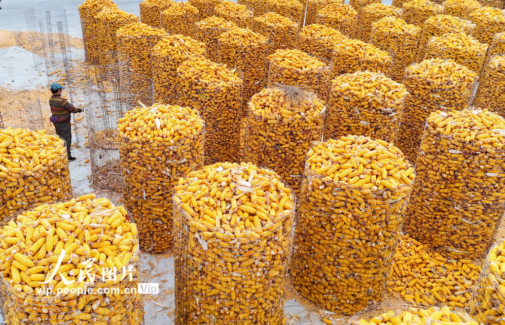 2025年11月7日，山东省滨州市滨城区杨柳雪镇的农民在加工玉米。