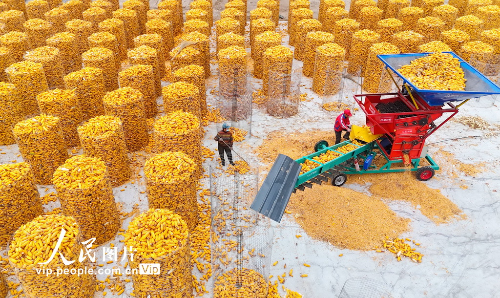 2025年11月7日，山东省滨州市滨城区杨柳雪镇的农民在加工玉米。