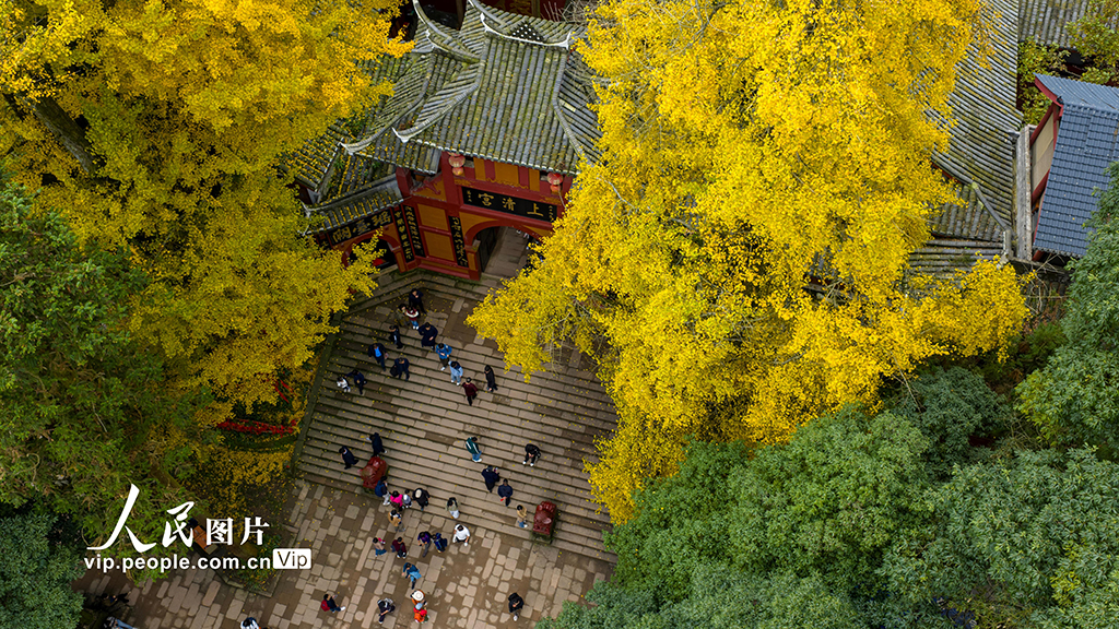 四川都江堰：青城山景区秋色美如画【5】