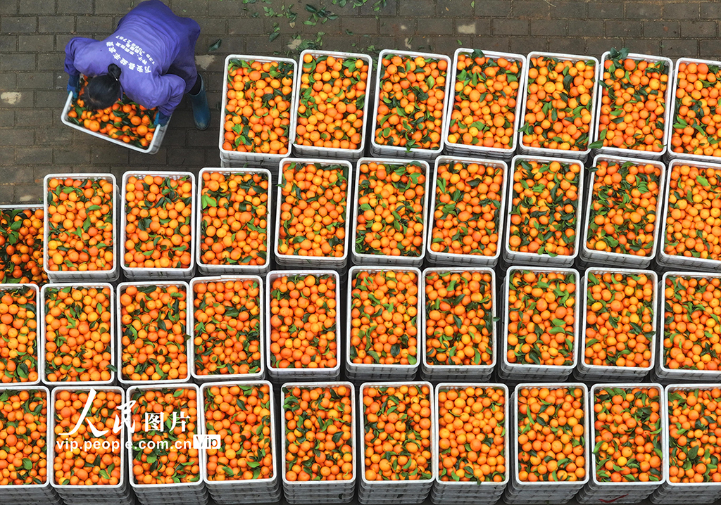 江西泰和:采收砂糖橘【4】