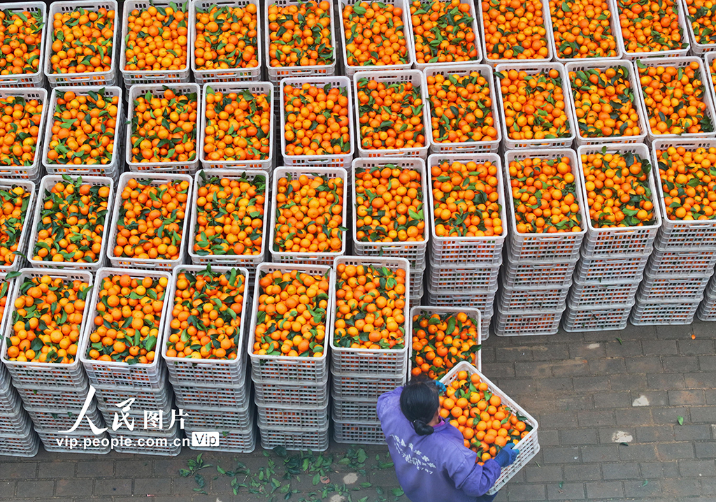 江西泰和:采收砂糖橘【2】