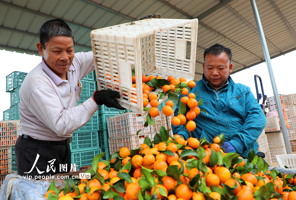 江西泰和:采收砂糖橘【3】