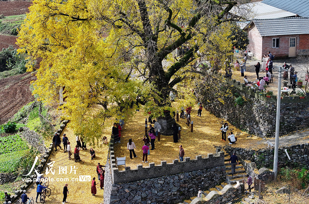 湖北谷城:千年银杏披“金装”【2】