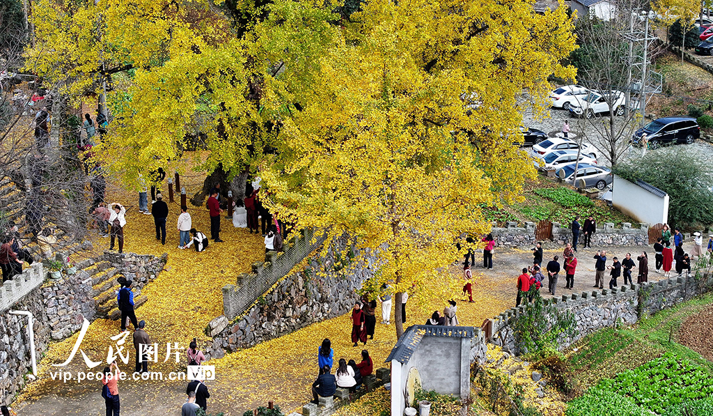 湖北谷城:千年银杏披“金装”【3】