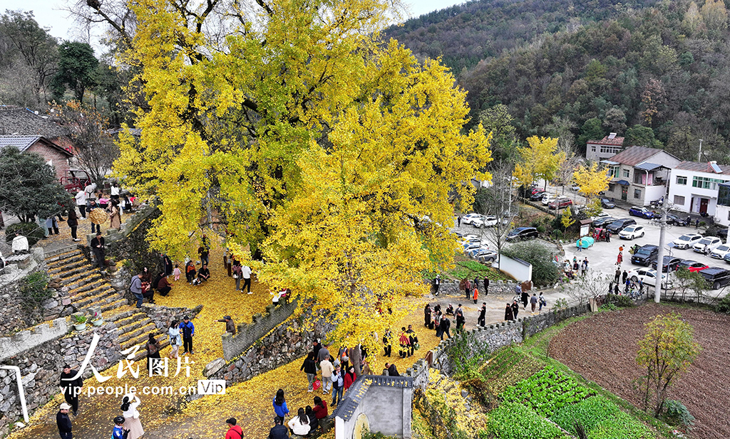 湖北谷城:千年银杏披“金装”【4】