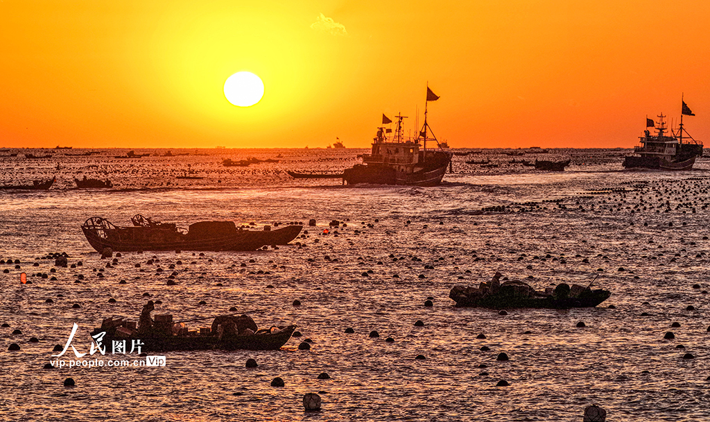 山东荣成:1200万头鲍鱼南下“越冬”【4】