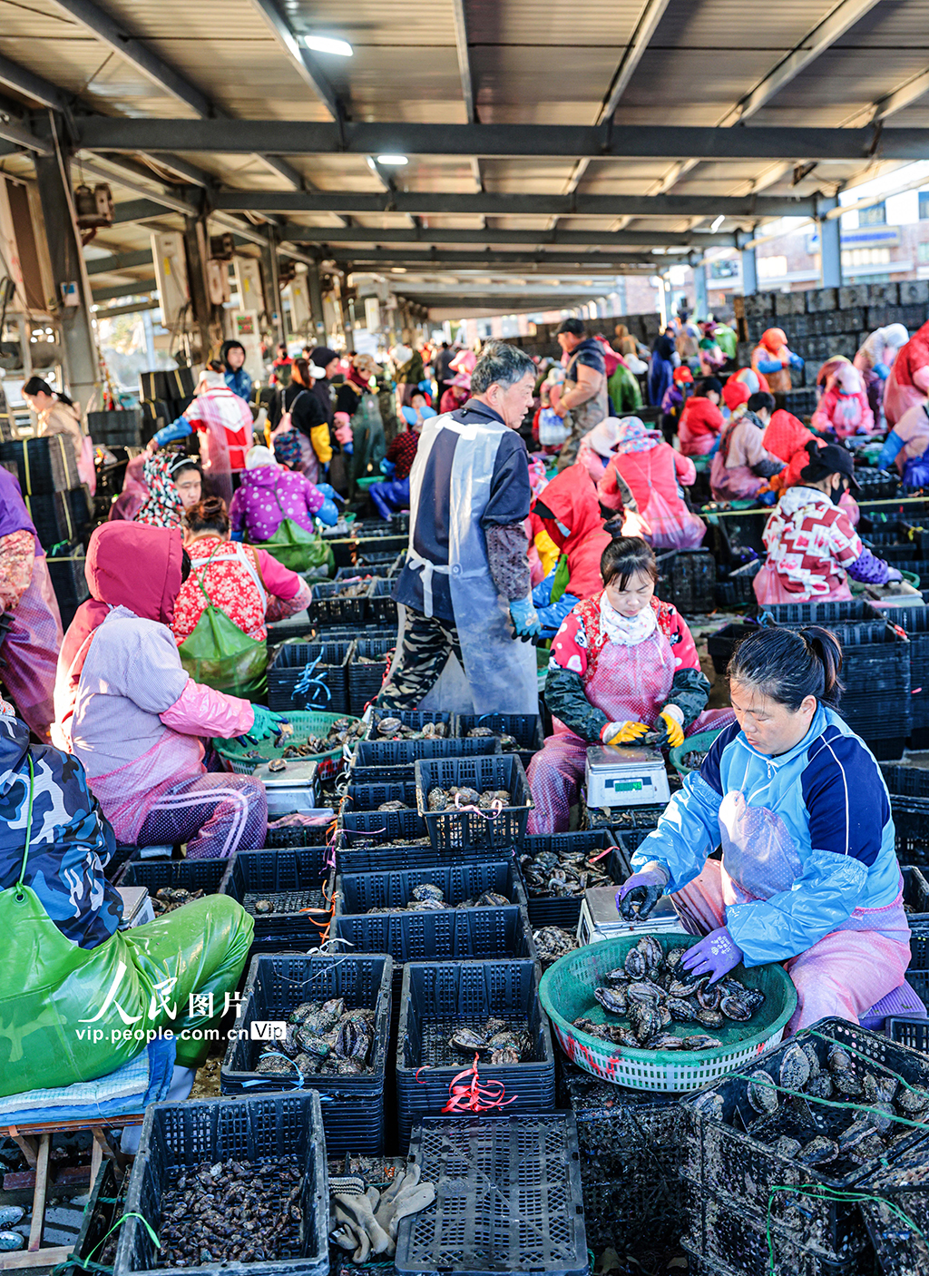 山东荣成:1200万头鲍鱼南下“越冬”【2】