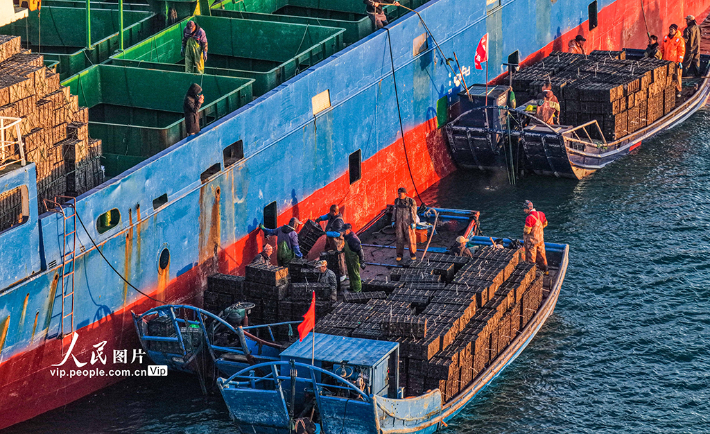 山东荣成:1200万头鲍鱼南下“越冬”【5】