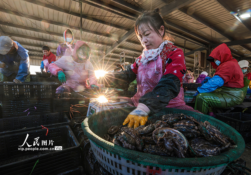 山东荣成:1200万头鲍鱼南下“越冬”【6】