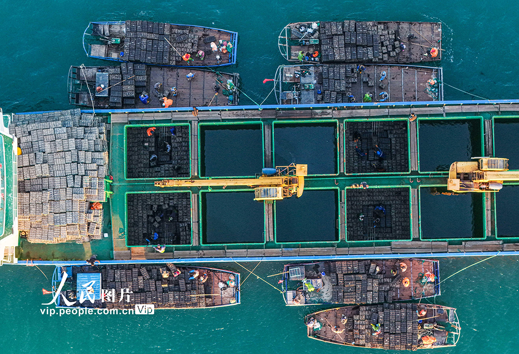 山东荣成:1200万头鲍鱼南下“越冬”【7】