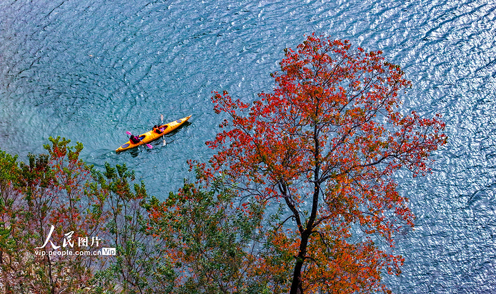 千岛湖又迎一年红叶季【2】