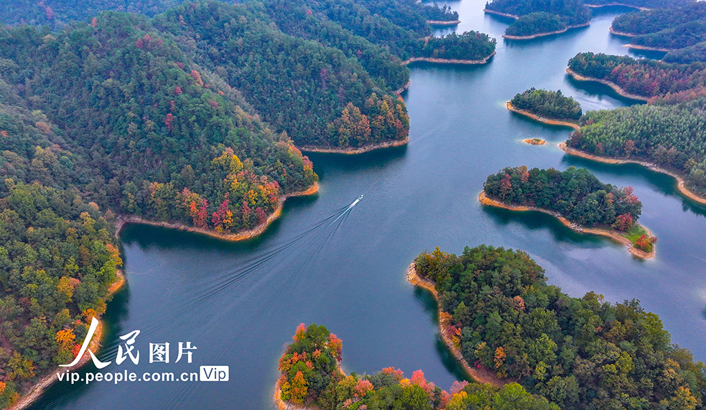 千岛湖又迎一年红叶季【3】