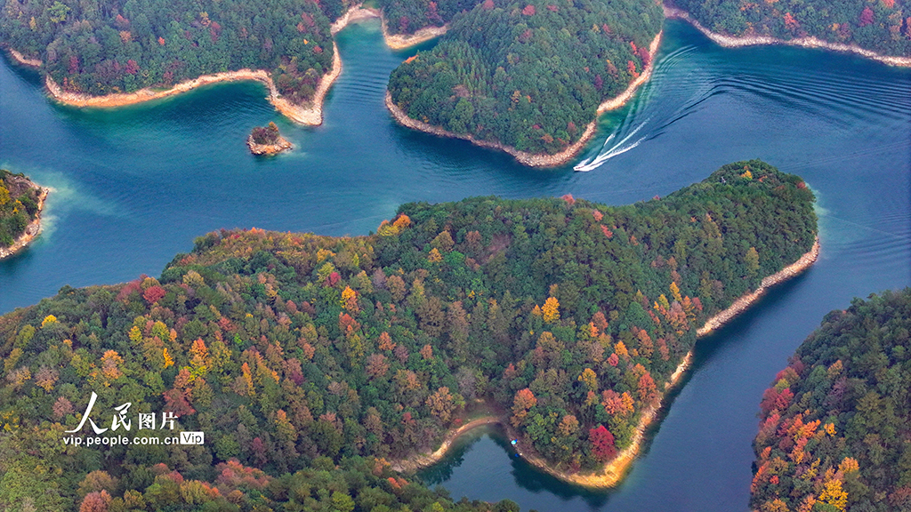 千岛湖又迎一年红叶季【5】