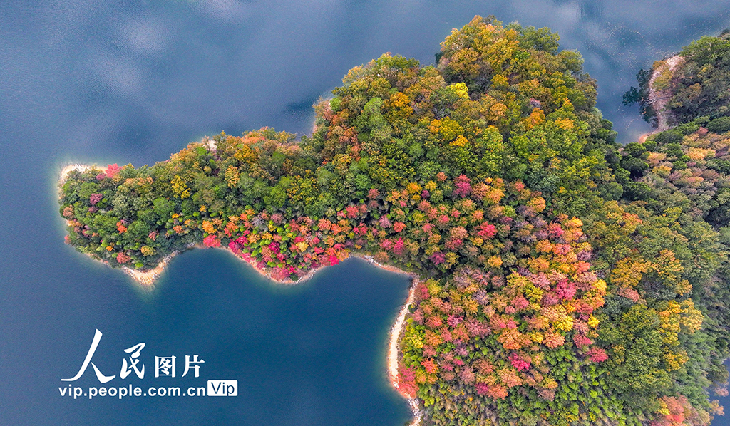 千岛湖又迎一年红叶季【6】