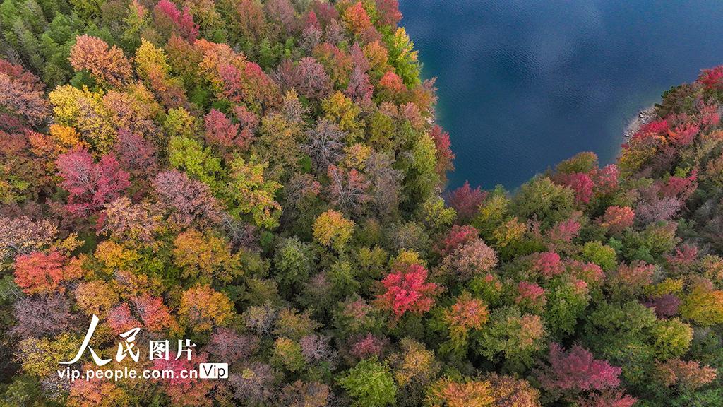 千岛湖又迎一年红叶季【7】