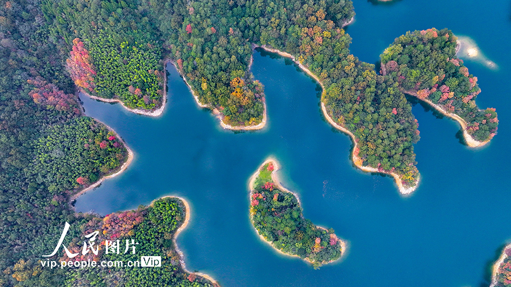 千岛湖又迎一年红叶季【8】