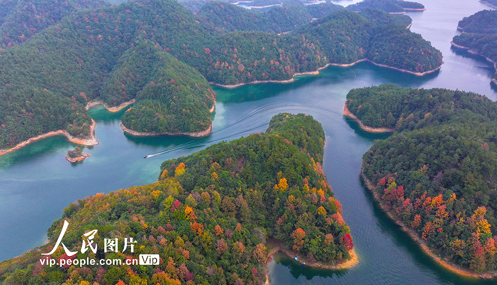 千岛湖又迎一年红叶季【9】