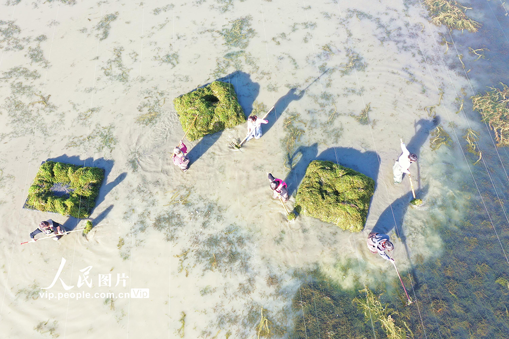 收获伊乐藻【2】