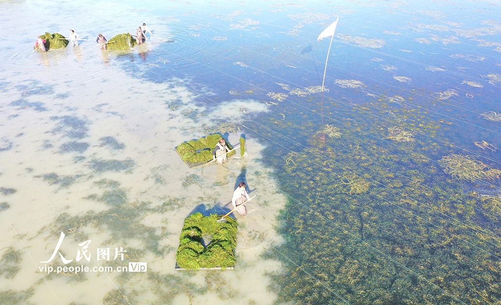 收获伊乐藻【3】