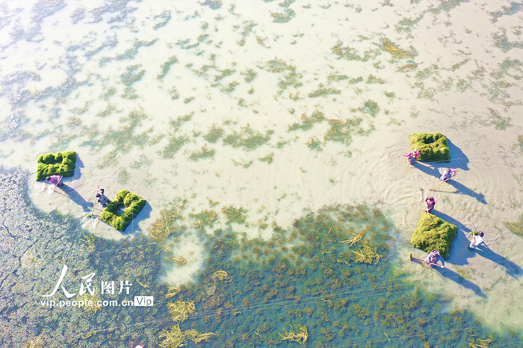 收获伊乐藻【4】