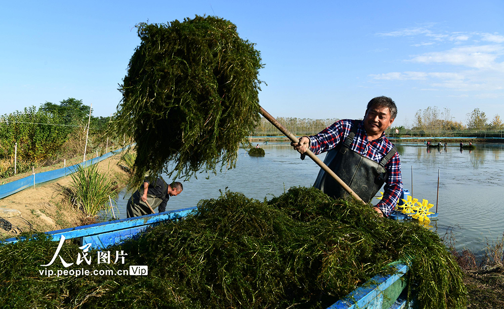 收获伊乐藻【5】