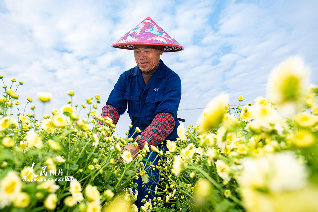 浙江武义:采收杭白菊【2】