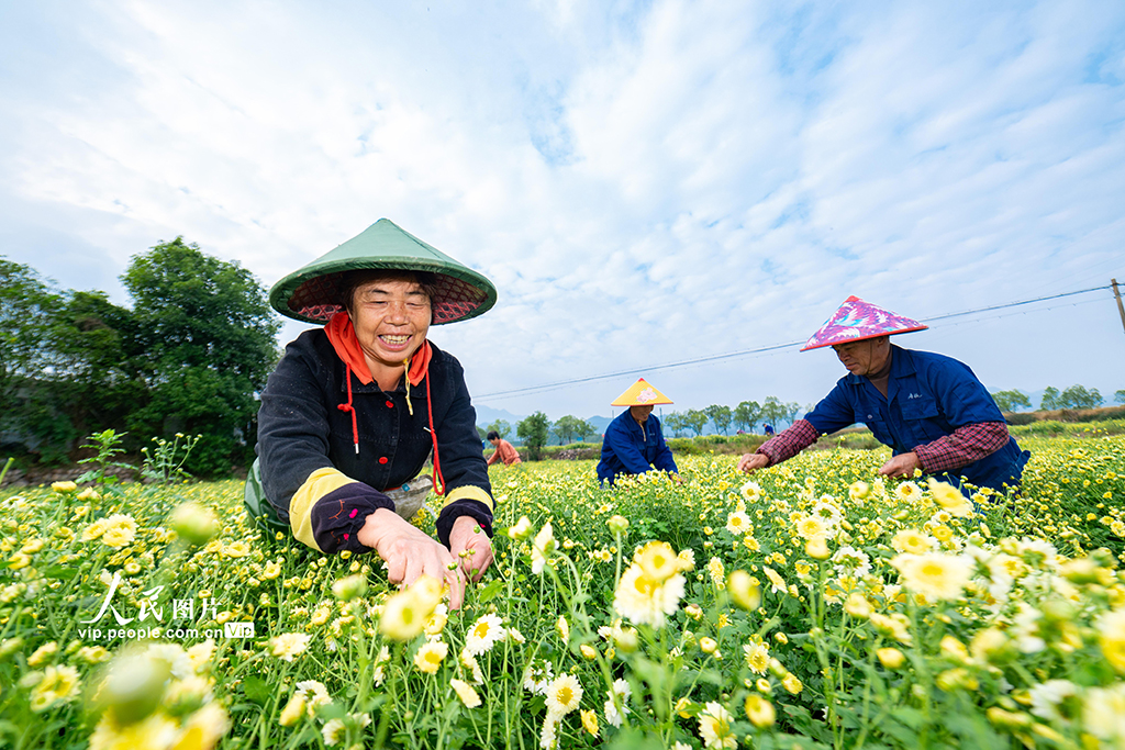 浙江武义:采收杭白菊【3】