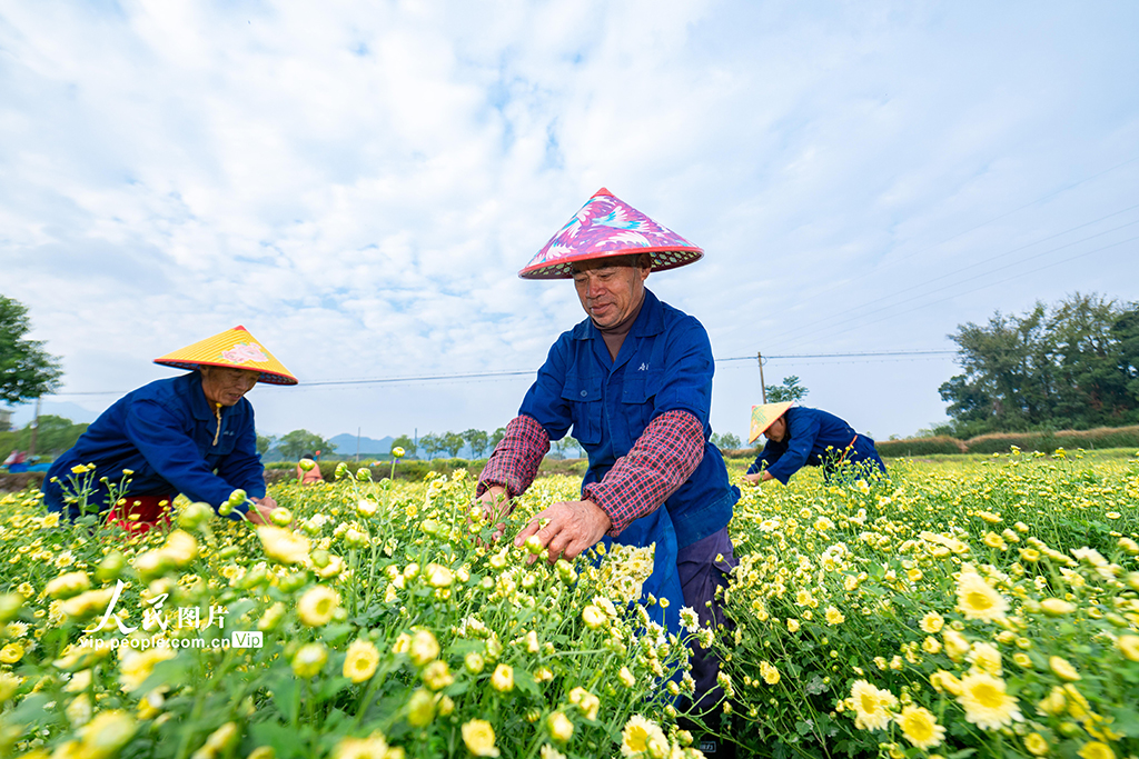 浙江武义:采收杭白菊【4】