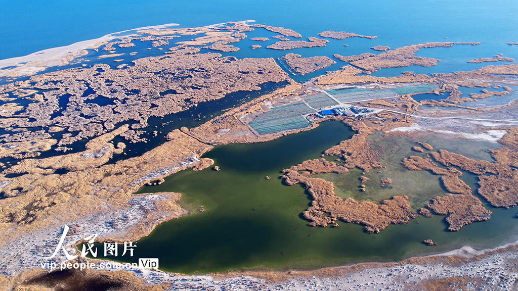 新疆福海:乌伦古湖国家湿地公园深秋美如画【3】