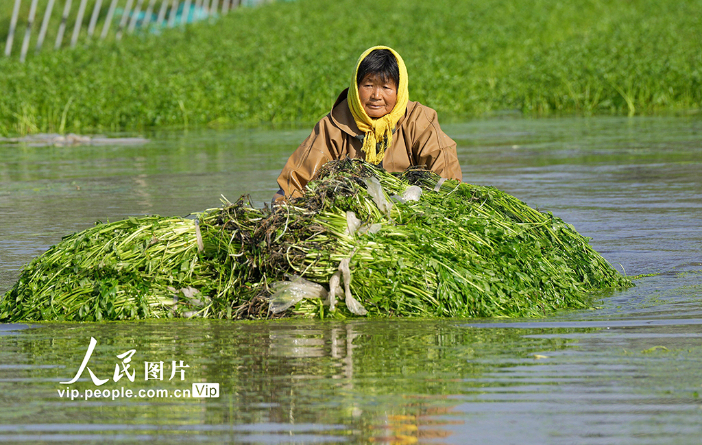 江苏海安:采收水芹菜【2】