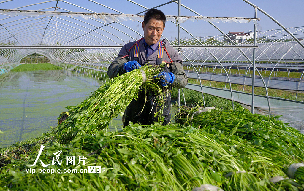 江苏海安:采收水芹菜【3】