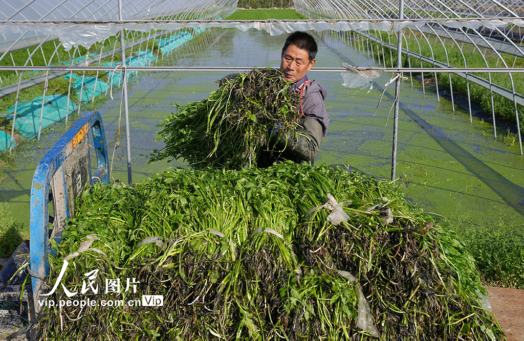 江苏海安:采收水芹菜【4】