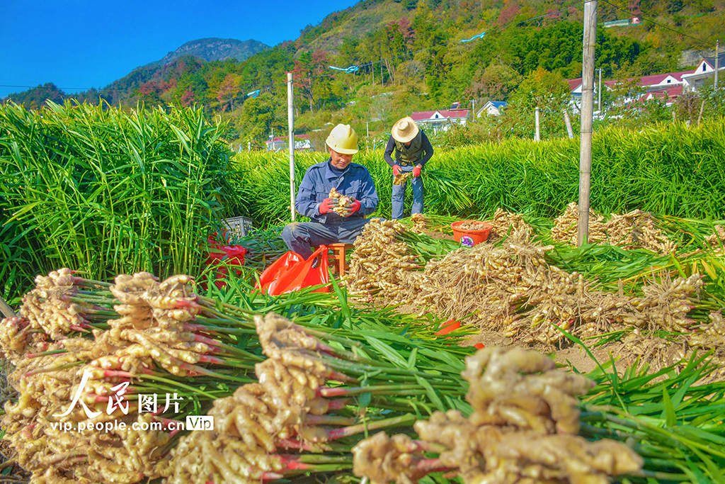 安徽岳西：小黄姜 喜丰收【2】