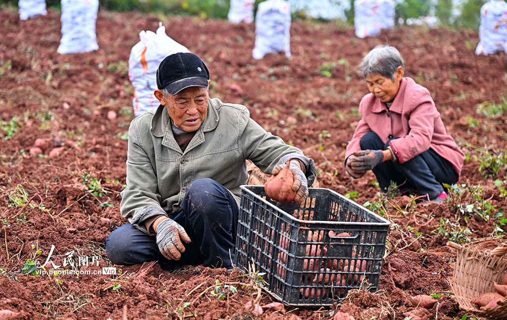四川仁寿：紫薯喜丰收【4】