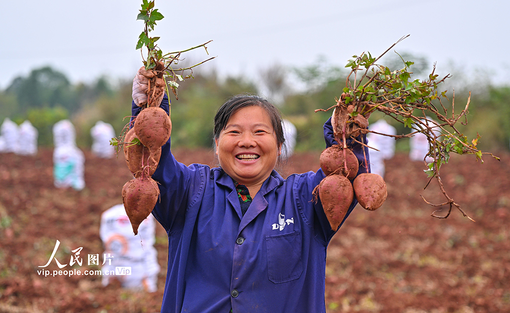 四川仁寿：紫薯喜丰收【3】