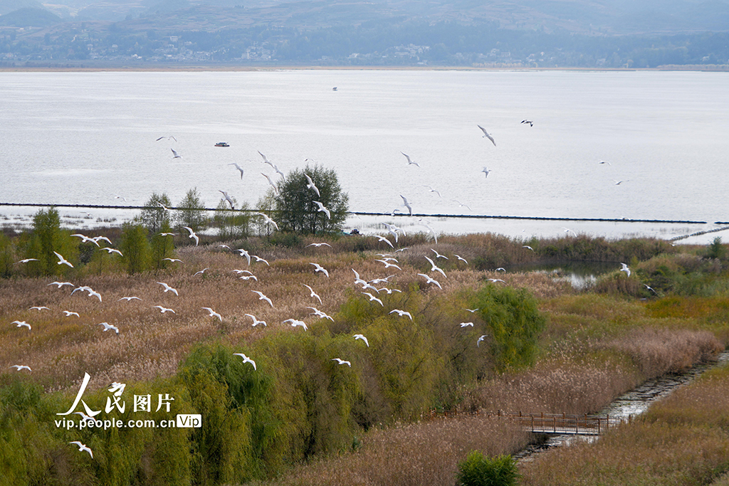 贵州威宁：大批红嘴鸥飞抵草海国家级自然保护区【4】