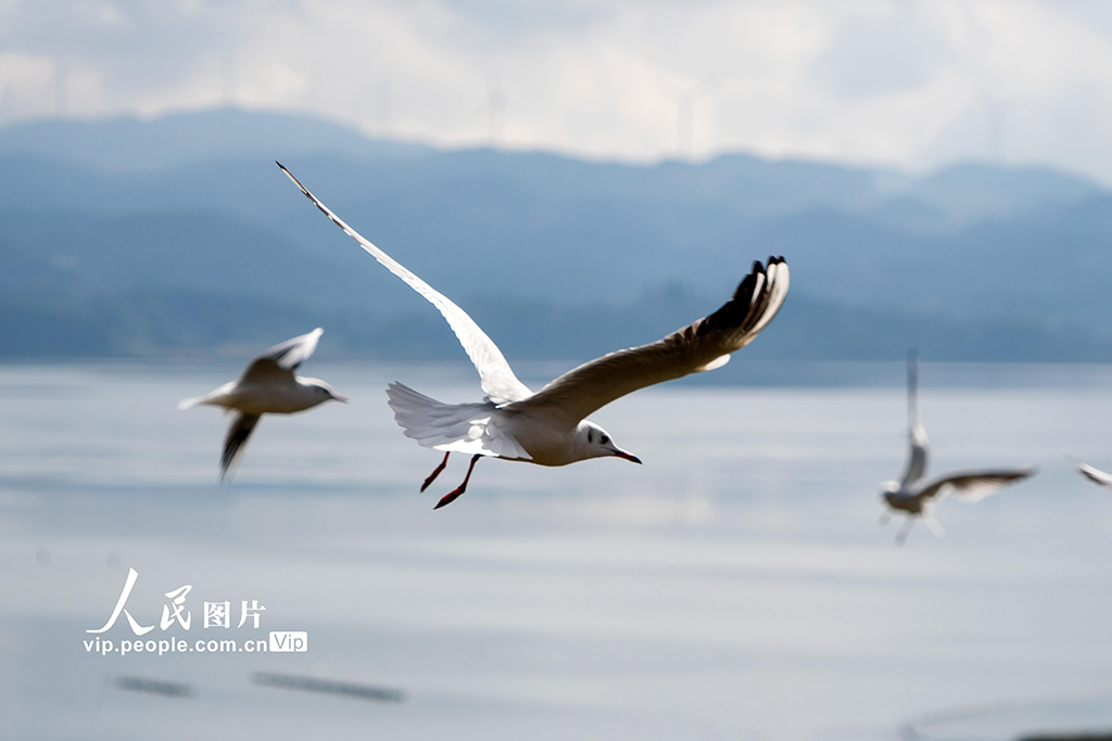 贵州威宁：大批红嘴鸥飞抵草海国家级自然保护区【3】