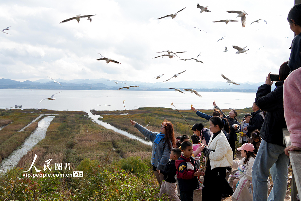 贵州威宁：大批红嘴鸥飞抵草海国家级自然保护区【2】