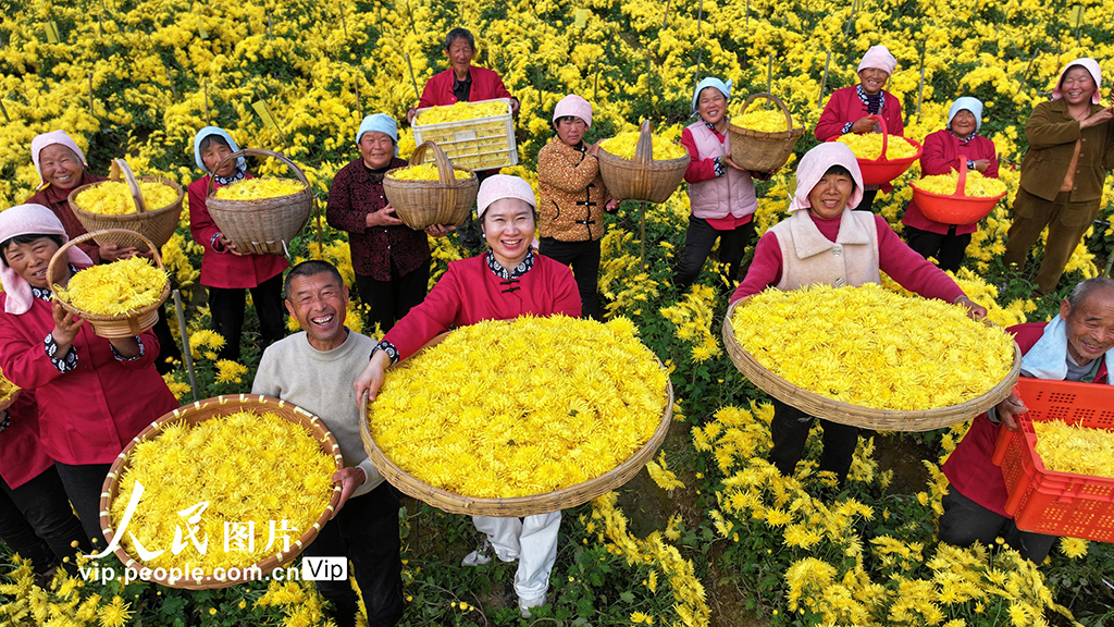 安徽阜南:采收金丝皇菊【2】