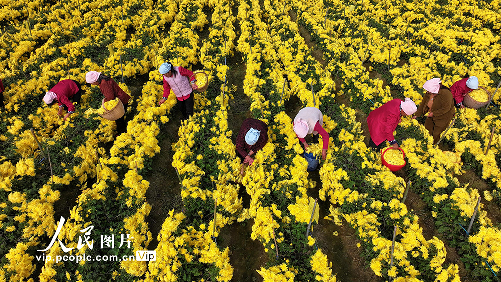 安徽阜南:采收金丝皇菊【3】