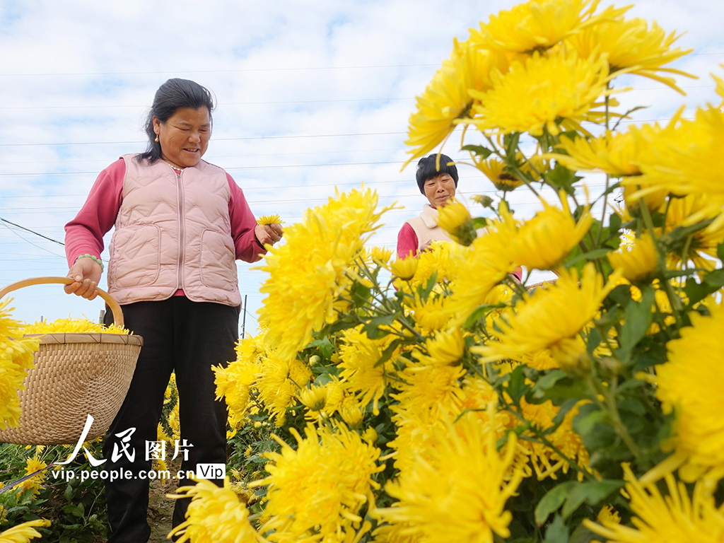 安徽阜南:采收金丝皇菊【4】