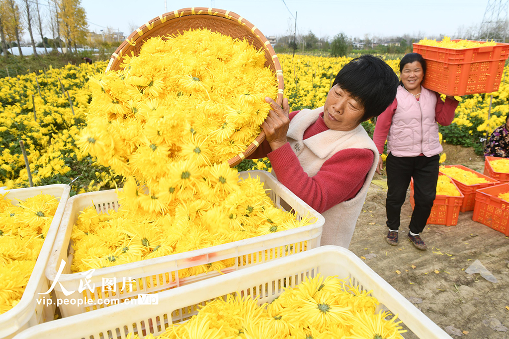 安徽阜南:采收金丝皇菊【5】