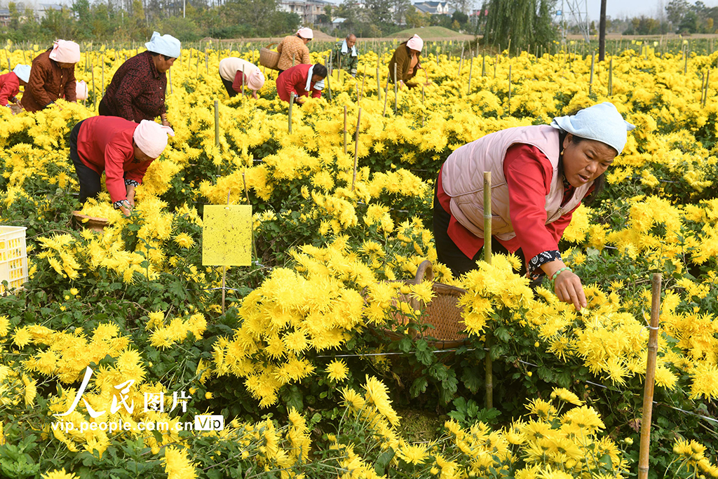 安徽阜南:采收金丝皇菊【6】