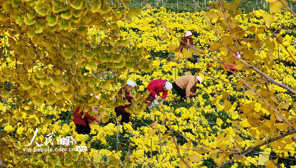 安徽阜南:采收金丝皇菊【7】