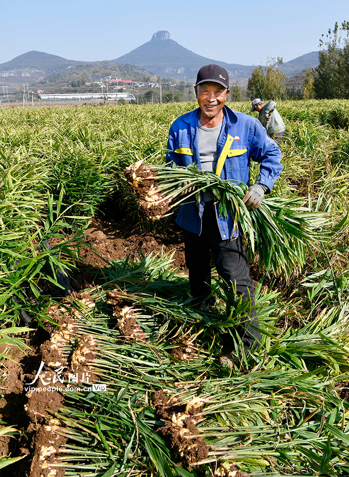 山东枣庄:收获黄姜【2】