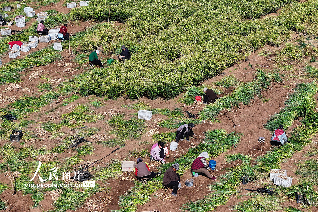 山东枣庄:收获黄姜【3】