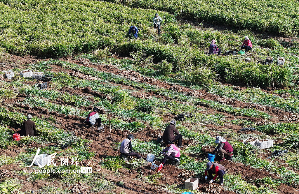 山东枣庄:收获黄姜【4】