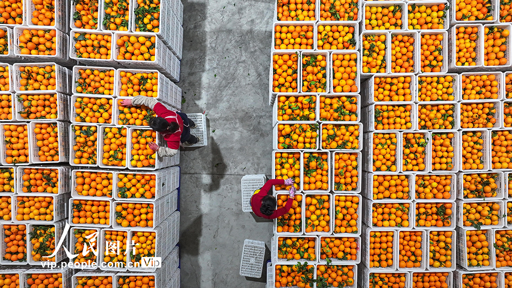 四川仁寿：柑橘丰收 分拣销售忙